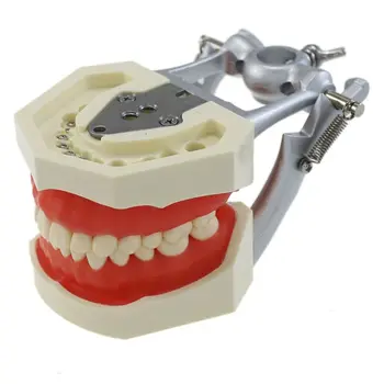 Kilgore Nissin 200 Tipi Diş Typodont Modeli 28 ADET Diş Çıkarılabilir Vidalı