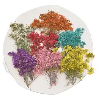 Küme Dantel 1000 Adet Farklı Renk Kuru Çiçekler Makyaj Dekorasyon İçin Ücretsiz Gönderi
